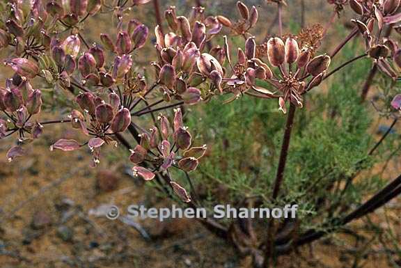 lomatium seeds graphic